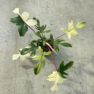 Philodendron Florida Ghost Mint Ø19