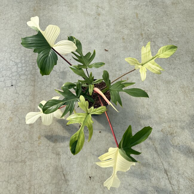 Florida Ghost Mint Ø19