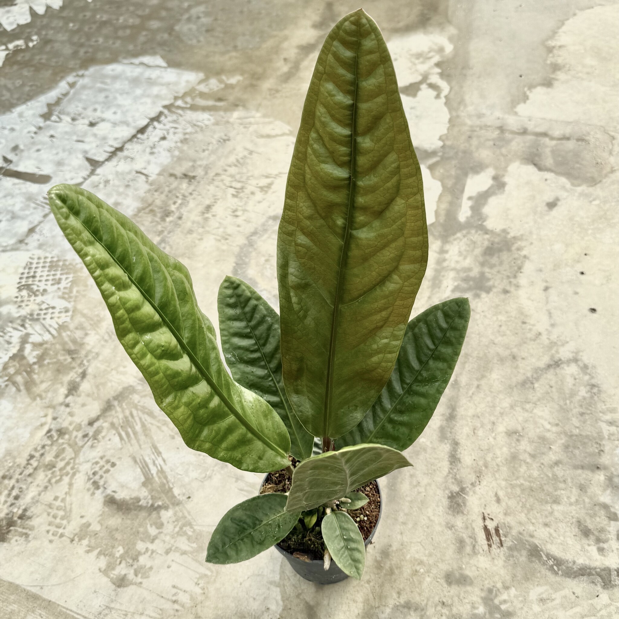 aglaonema pictum tricolor for sale Aglaonema Pictum Tricolor 4"  Wilderly