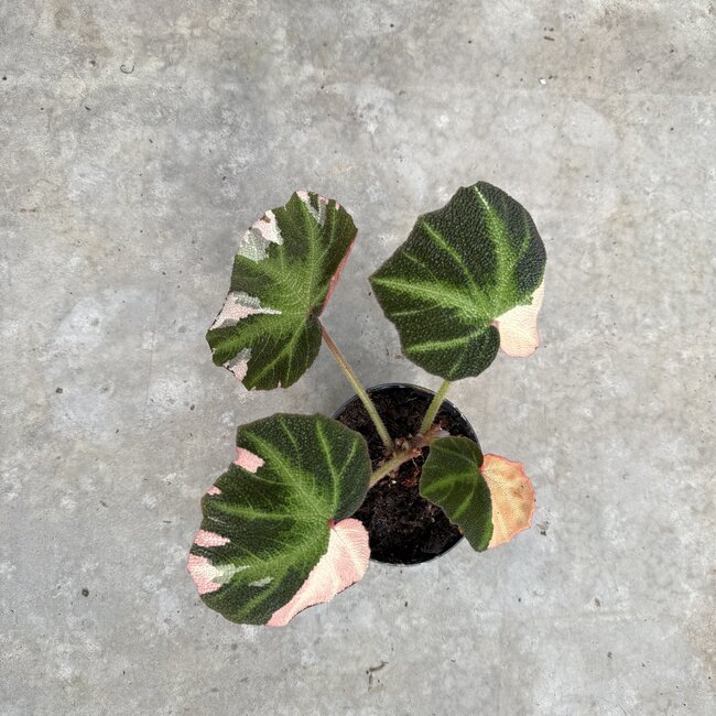 Soli Mutata Variegata ø12