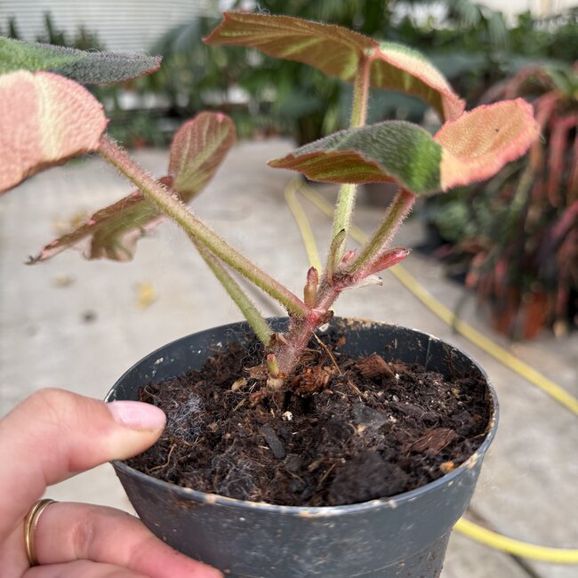 Soli Mutata Variegata ø12