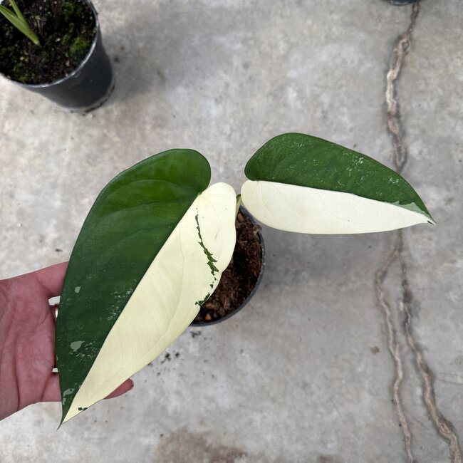 Chiapense Variegated Ø15