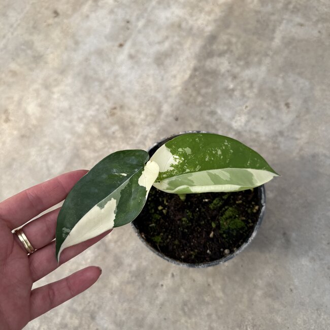 Chiapense Variegated Ø15