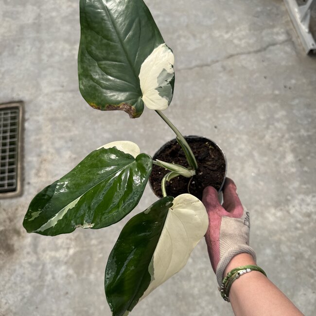 Chiapense Variegated Ø15