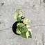 Tetrasperma White Monster Ø15