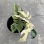 Tetrasperma (Ginny) White Monster Ø15