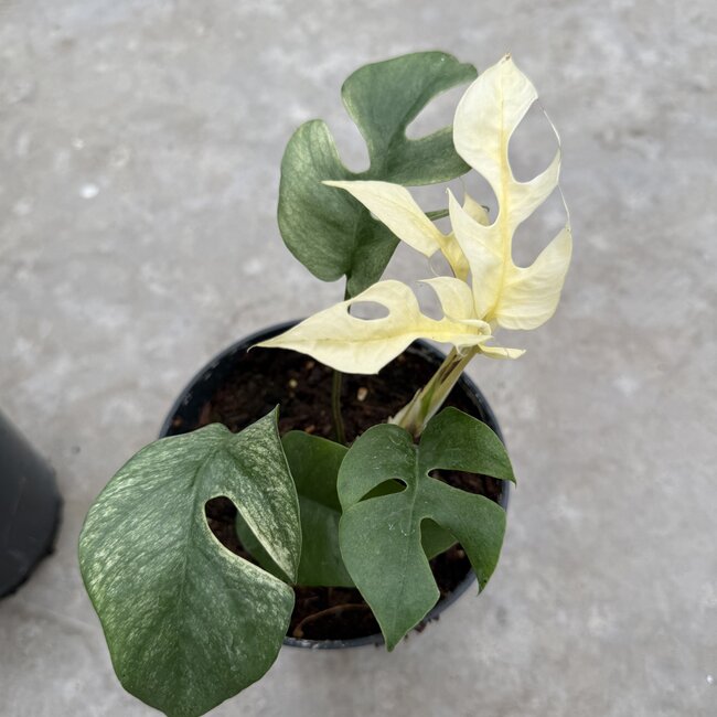 Tetrasperma White Monster Ø15