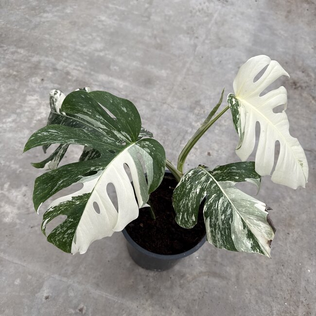 Albo Deliciosa Variegata Ø19