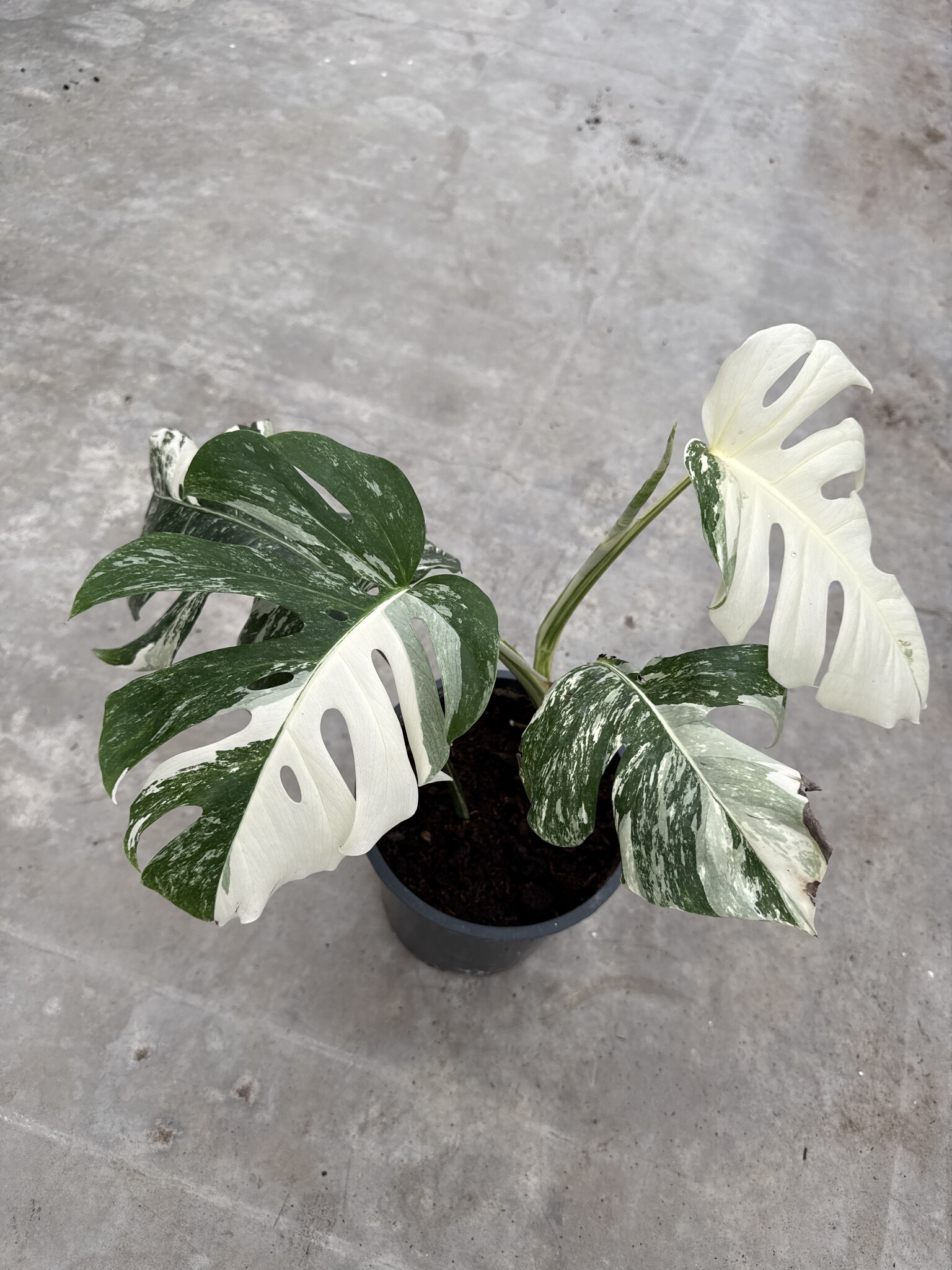 philodendron silver Philodendron 'Silver Sword'