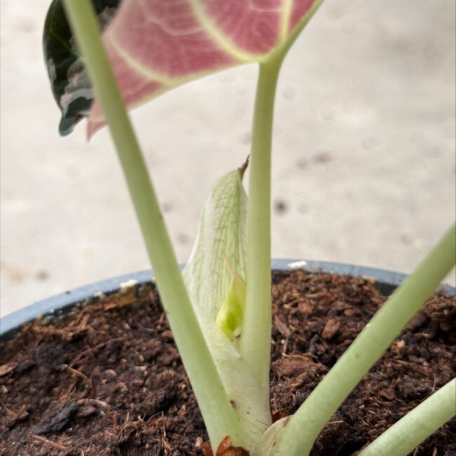 Reginula Black Velvet Pink Variegata Ø12