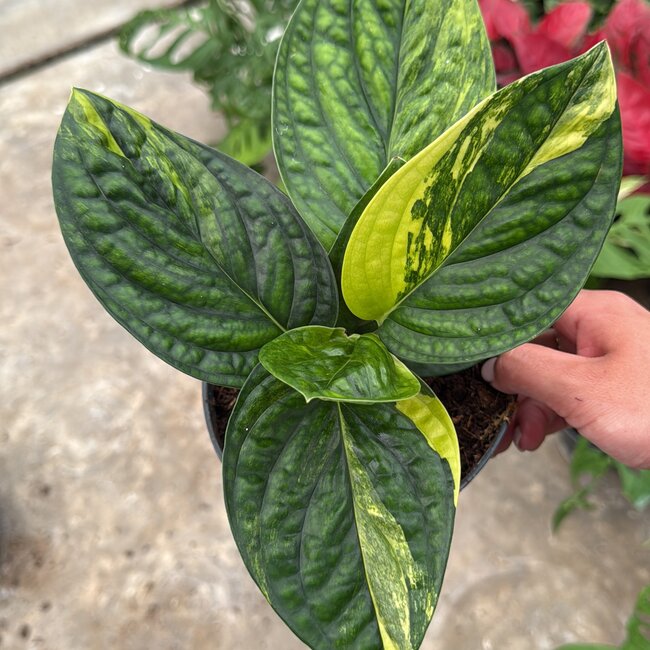 Karstenianum / Peru Variegata Ø14