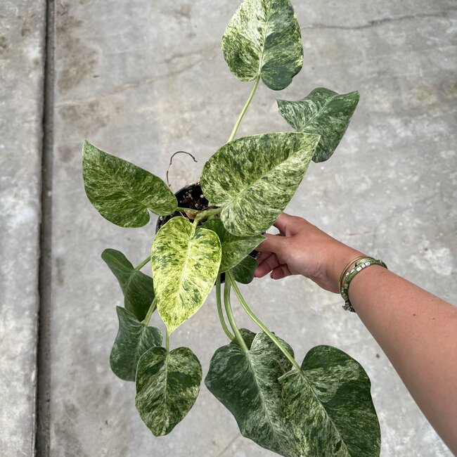 Giganteum Blizzard Variegata Ø19