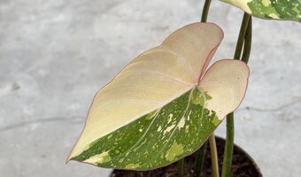 knstliche palme gro fr drauen Palme Kunstpflanze 150cm schnell gnstig online kaufen