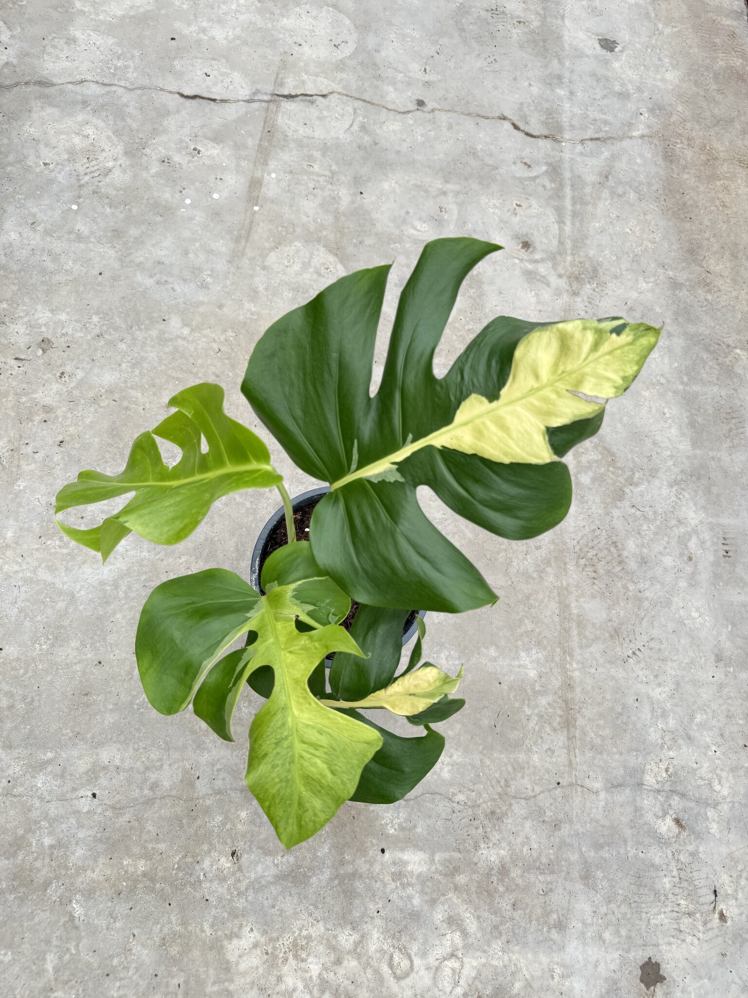 Monstera White Lava Varモンステラ ホワイトラヴァ 斑入り Monstera 