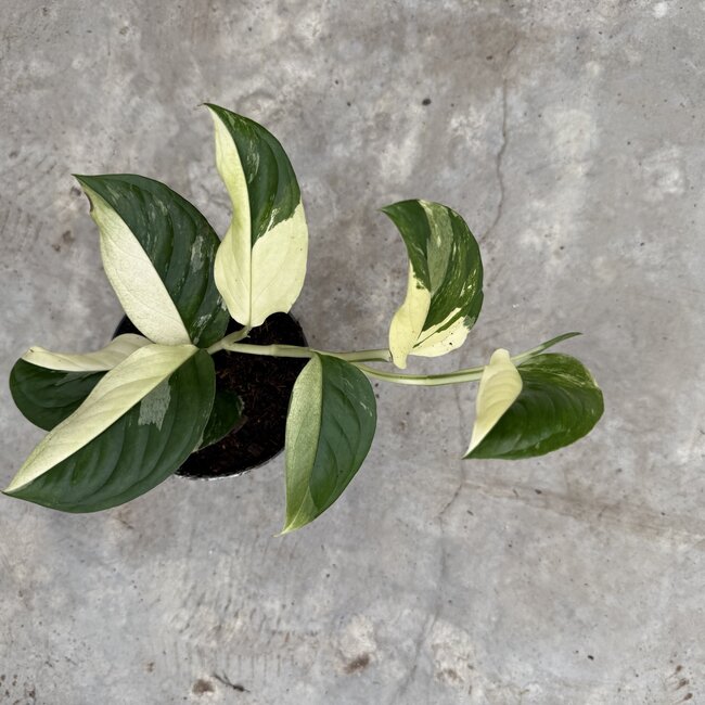 Acacoyaguensis Albo ø14