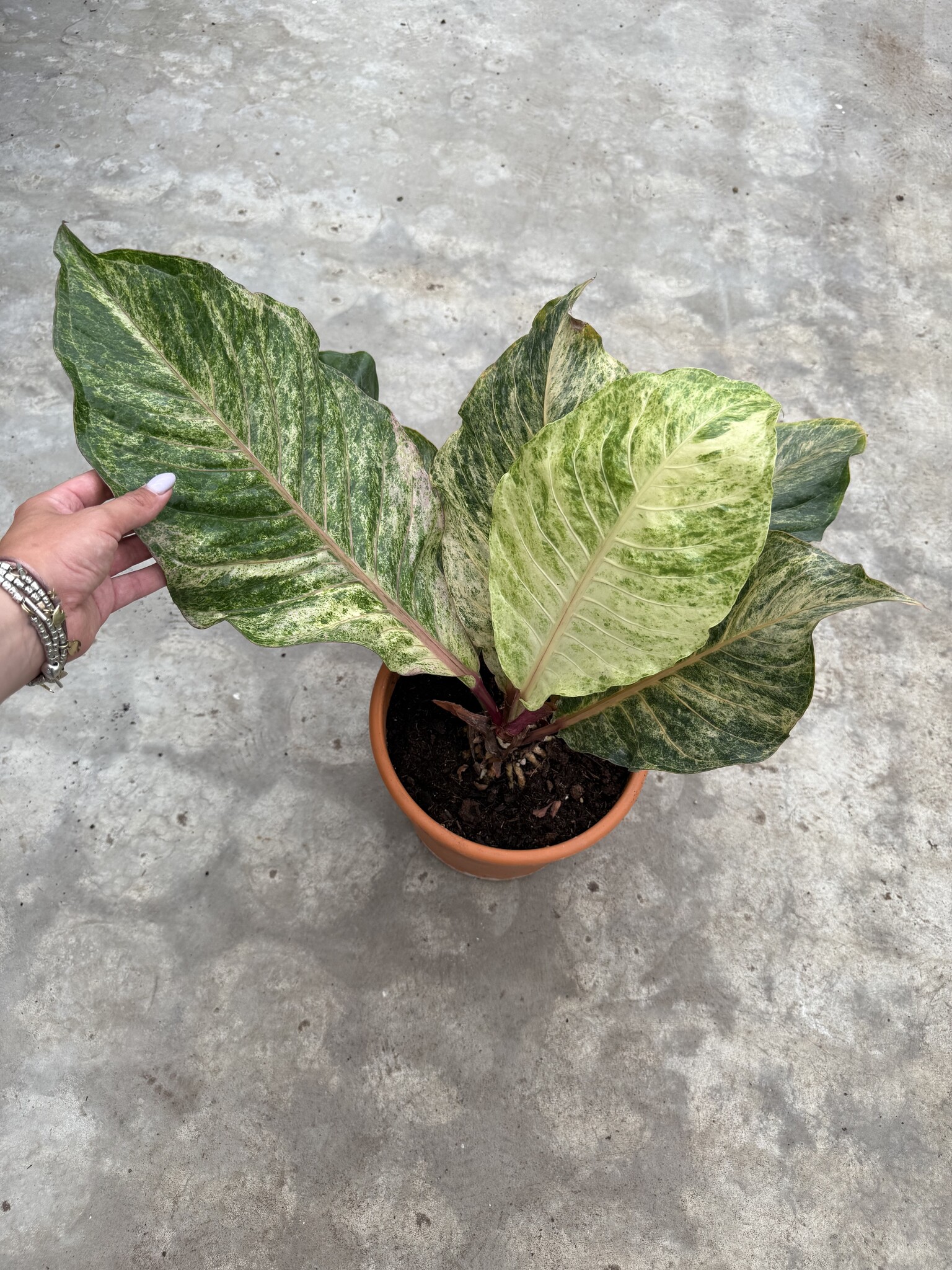Anthurium Renaissance Variegated 30 | Limited Leaves - Limited Leaves