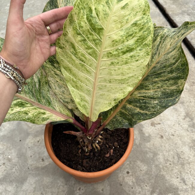 Renaissance Variegated Ø30