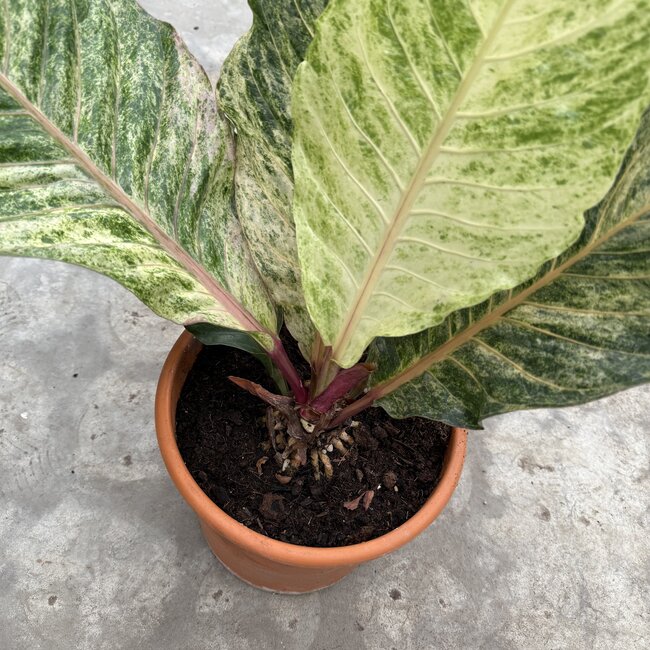 Renaissance Variegated Ø30