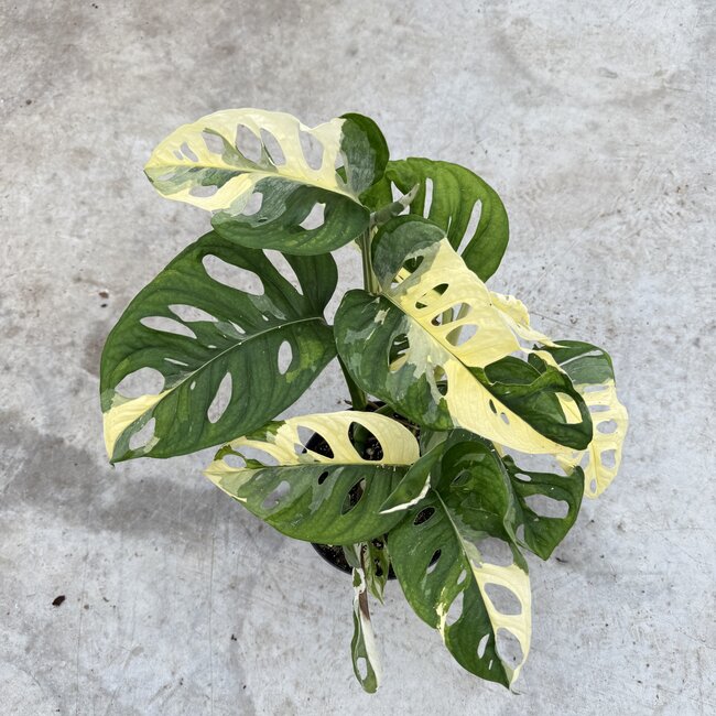 Adansonii Tricolor Variegata Ø14