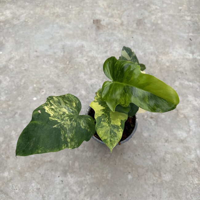 Florida Beauty x Mayoi Ø15