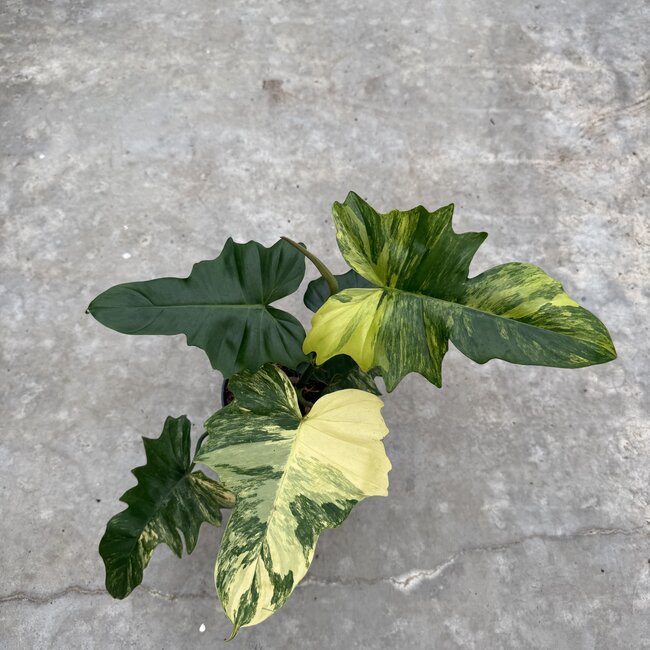 Florida Beauty x Mayoi Ø15