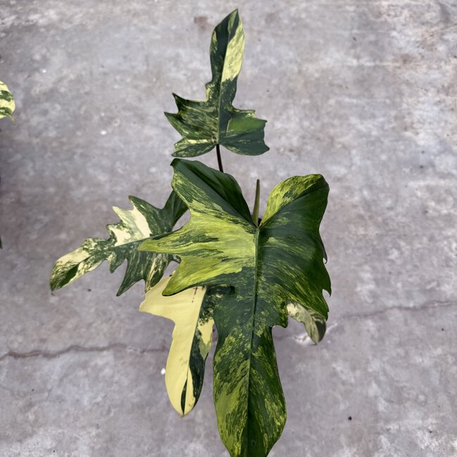 Florida Beauty x Mayoi Ø15