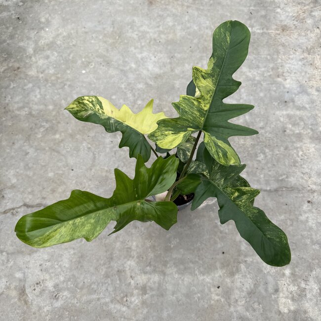 Florida Beauty x Mayoi Ø15