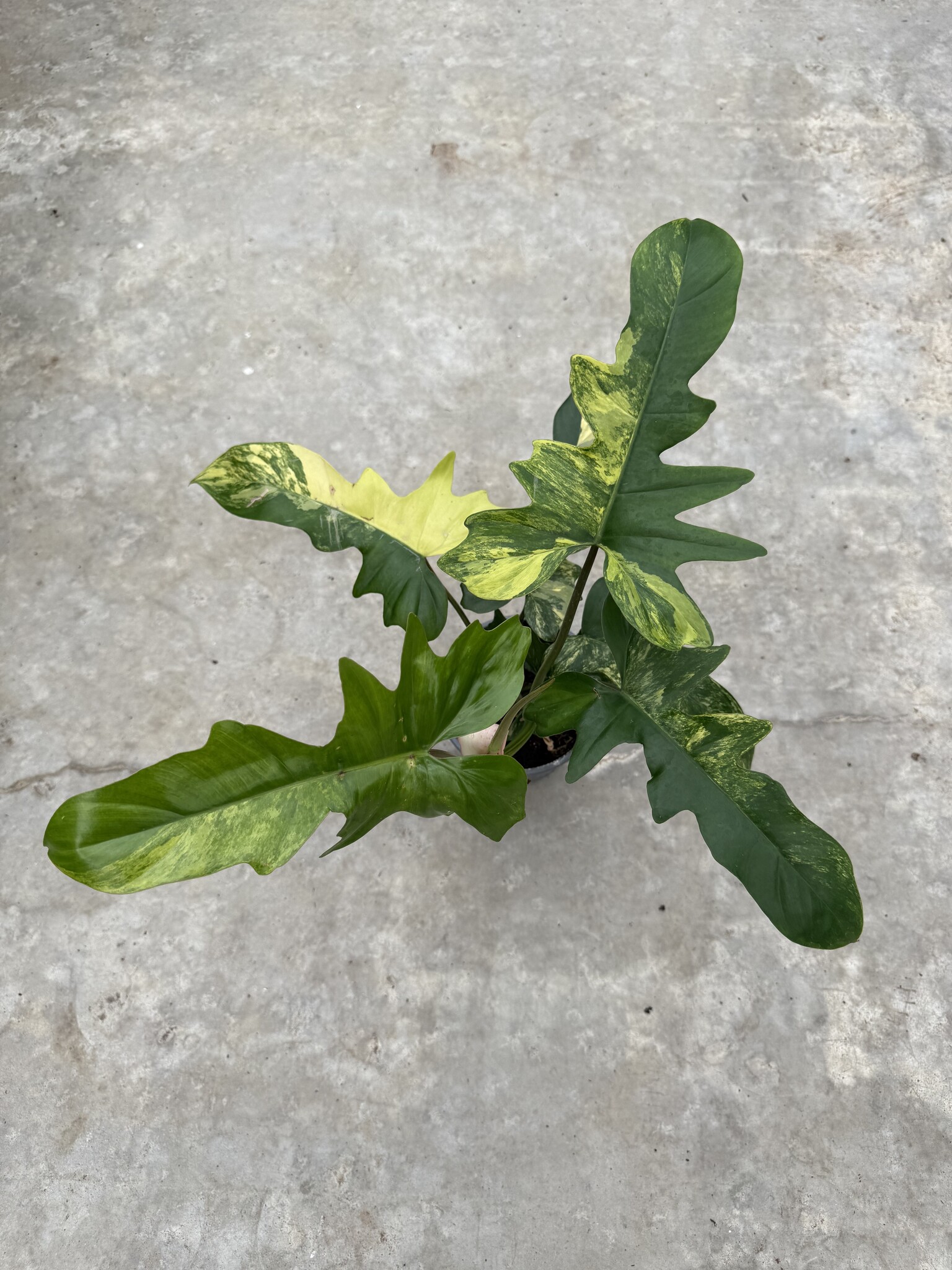 希少　Philo florida beuaty X Mayoi Philodendron Florida Beauty x Mayoi – Casa Botanica