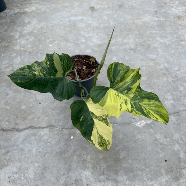 Florida Beauty x Mayoi Ø15