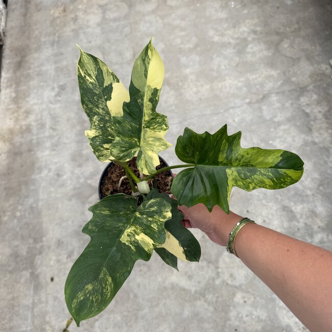 Florida Beauty x Mayoi Ø15