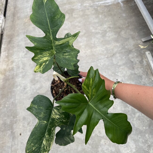 Florida Beauty x Mayoi Ø15