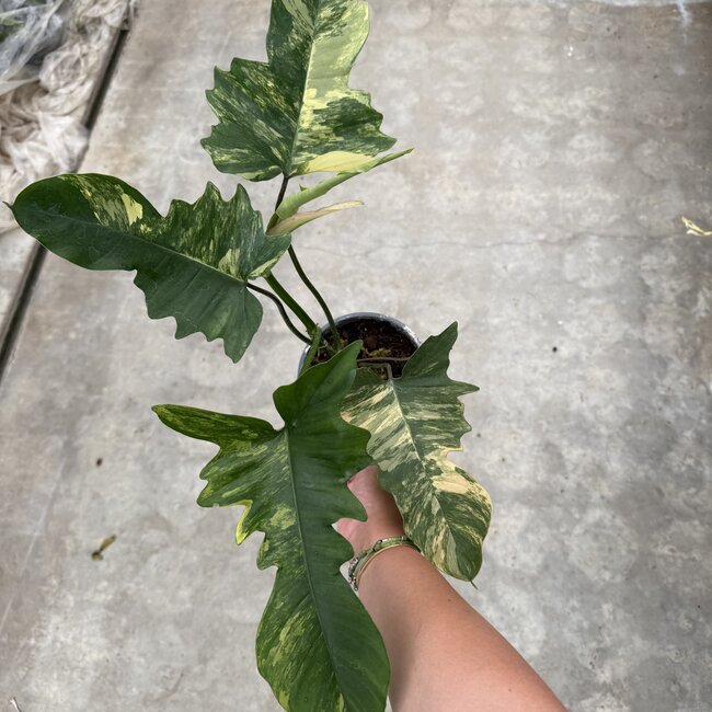 Florida Beauty x Mayoi Ø15