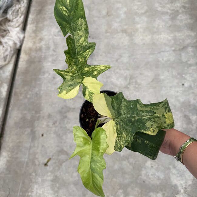 Florida Beauty x Mayoi Ø15