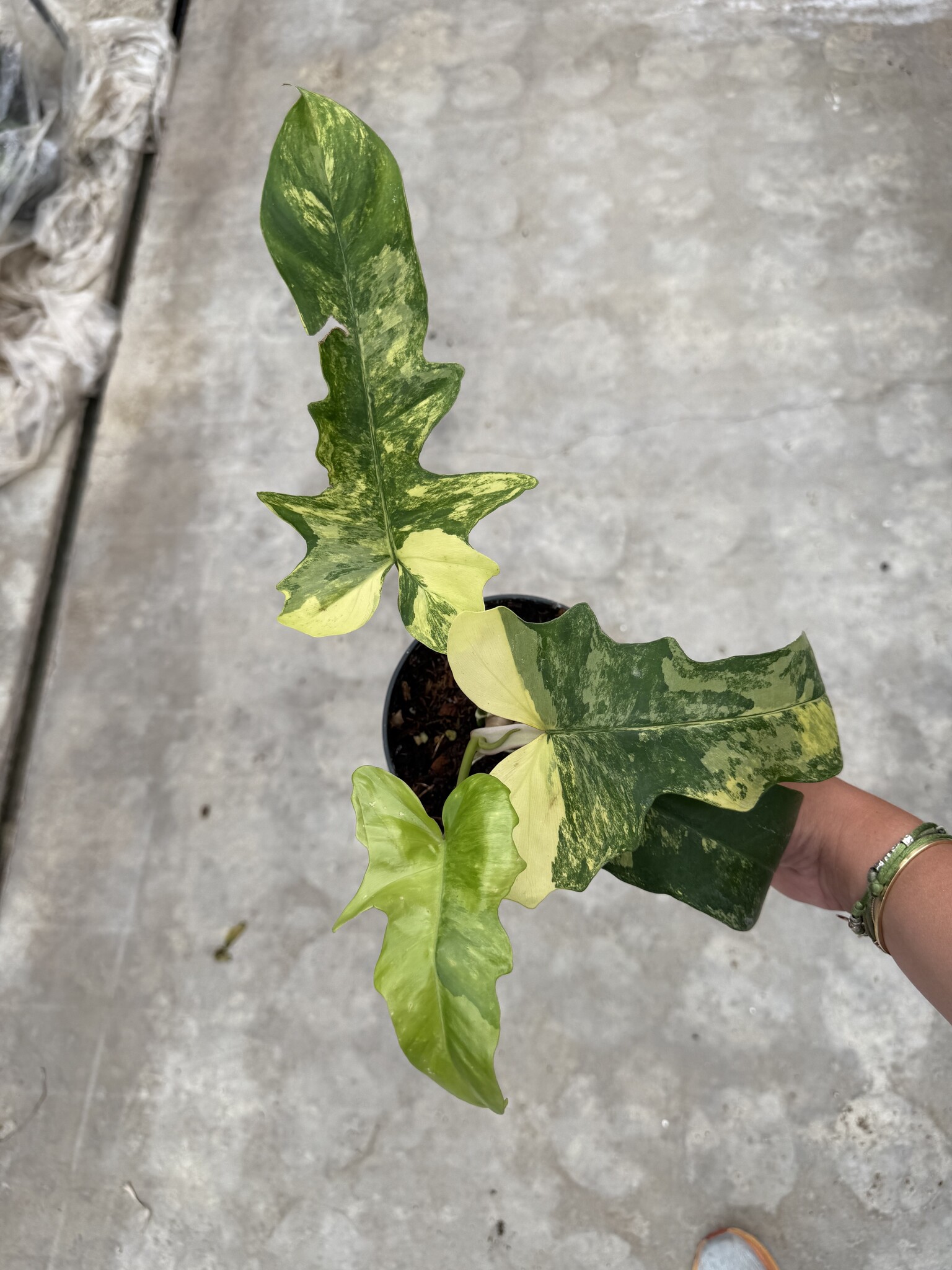 Philodendron Florida Beauty x Mayoi Ø15 | Limited Leaves - Limited
