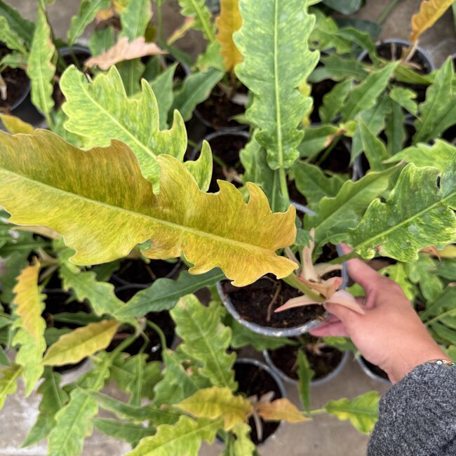 Serratum Aurea Marble Ø15