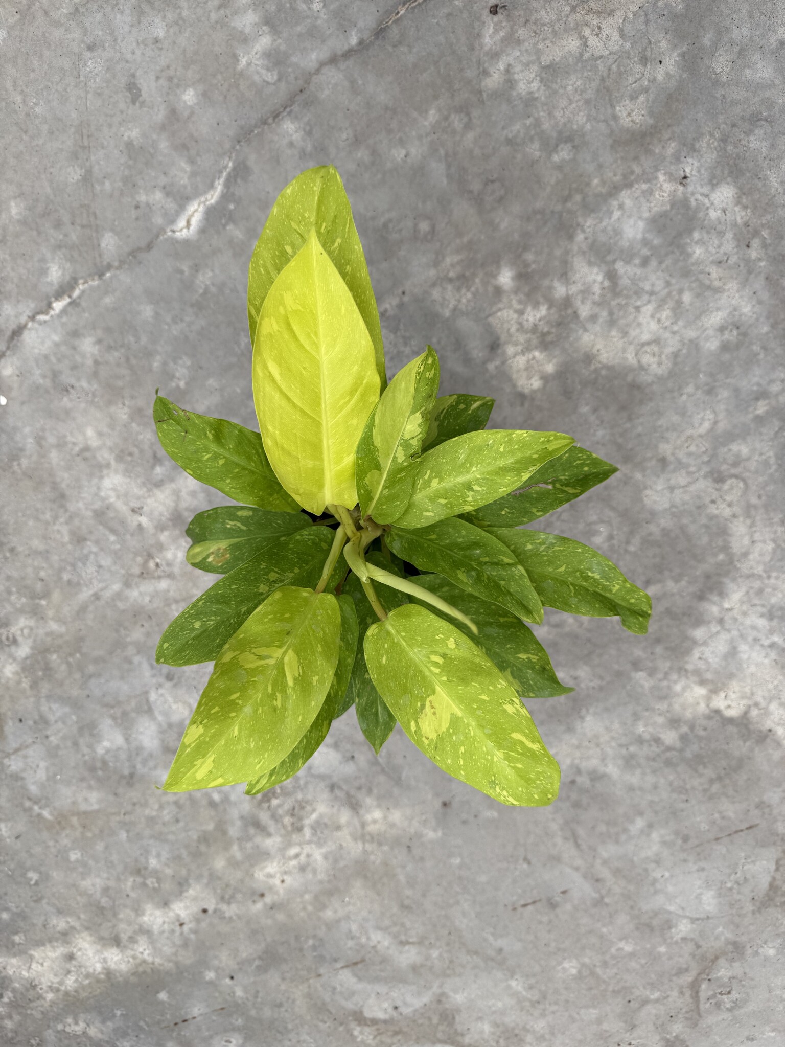 Philodendron Thai Sunrise Variegata 15 | Limited Leaves - Limited Leaves