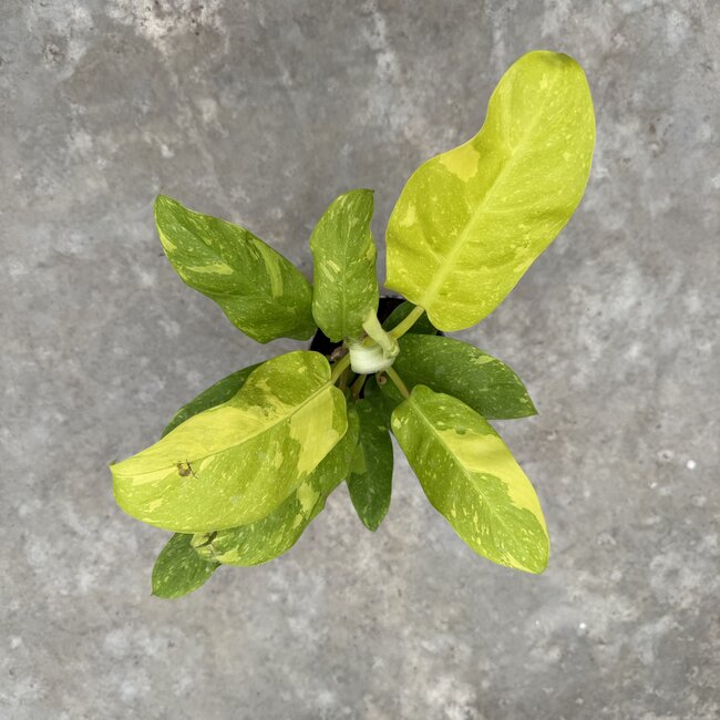 Thai Sunrise Variegata Ø15