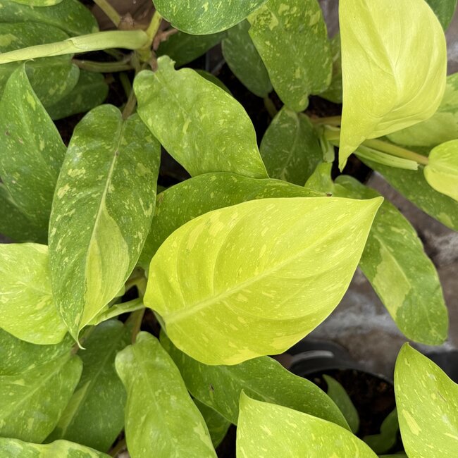 Thai Sunrise Variegata Ø15