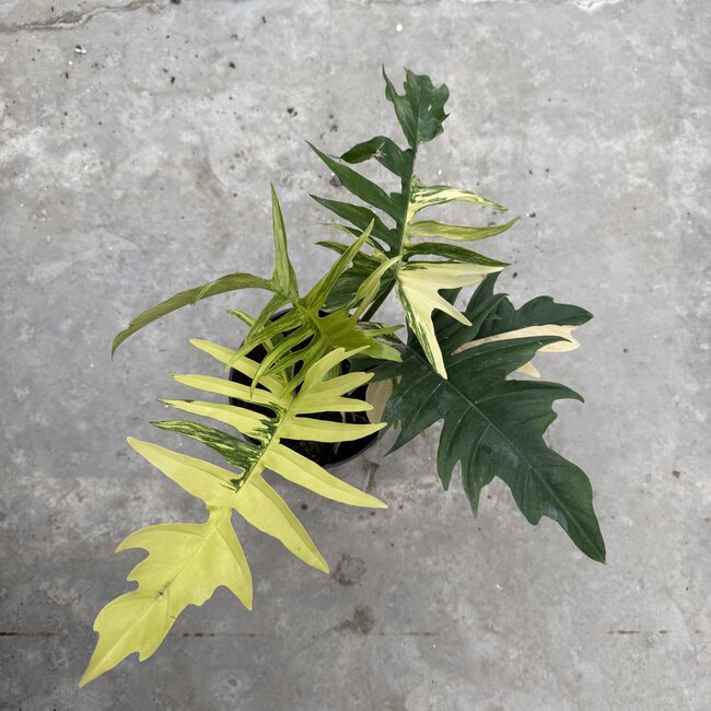 Florida Beauty x Tortum Ø15