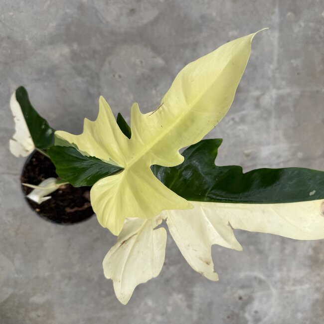 Golden Dragon Albo Variegated Ø19