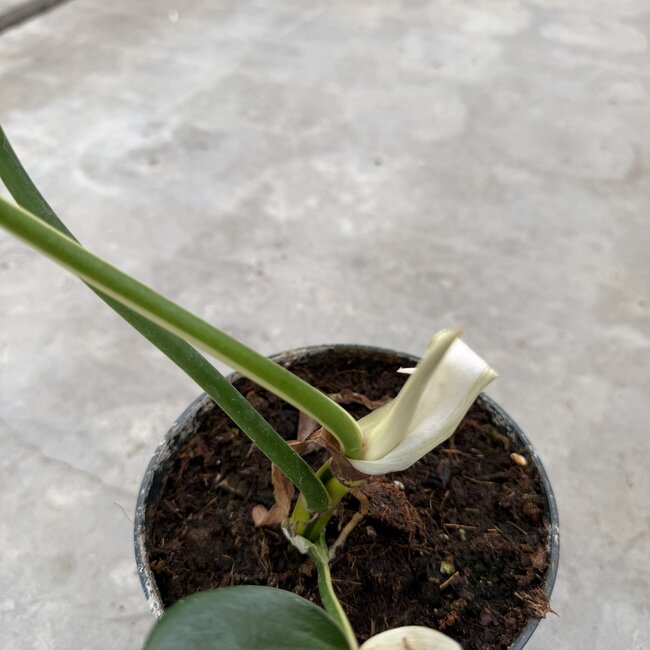 Golden Dragon Albo Variegated Ø19