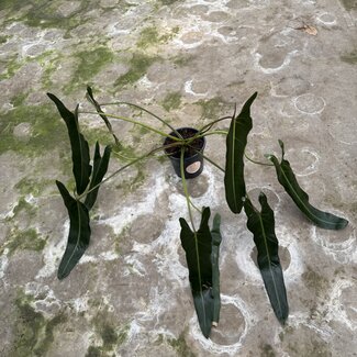 Philodendron Spiritus Sancti Ø19