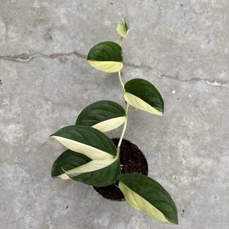 Monstera Acacoyaguensis Albo ø14