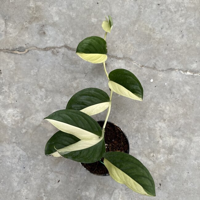 Acacoyaguensis Albo ø14