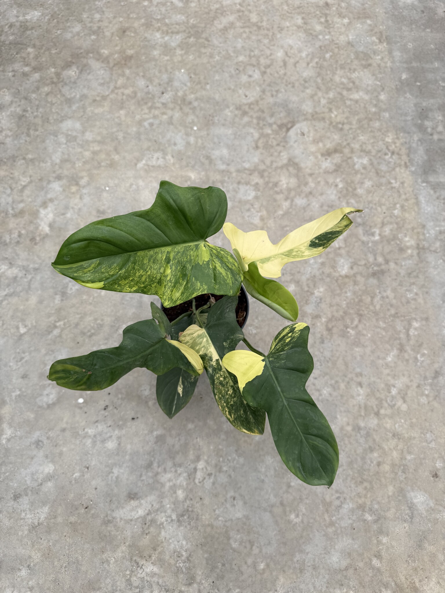 Philodendron Bippenifolium Aurea Variegated 14 | Limited Leaves - Limited  Leaves