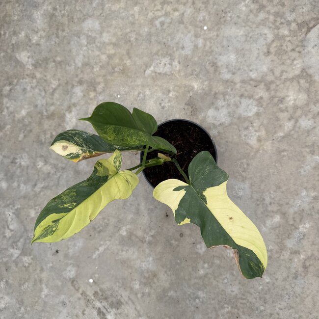 Bippenifolium Aurea Variegated Ø14