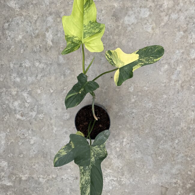 Bippenifolium Aurea Variegated Ø14