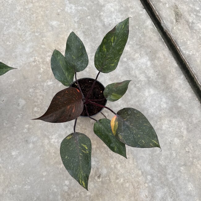 Orange Princess Galaxy Ø15