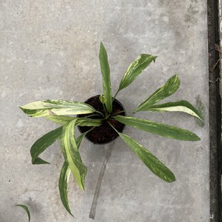 Anthurium Vittarifolium Variegated Ø15