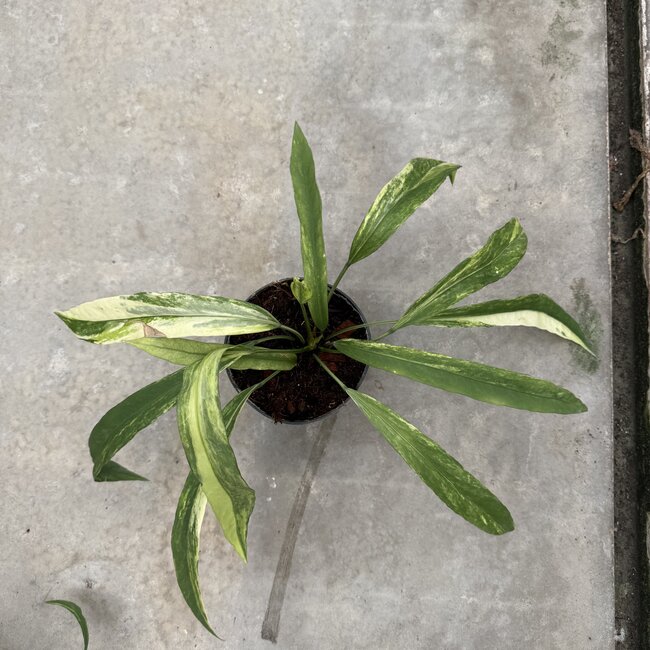 Vittarifolium Variegated Ø15